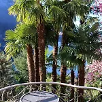 Barony Romantic-residence *